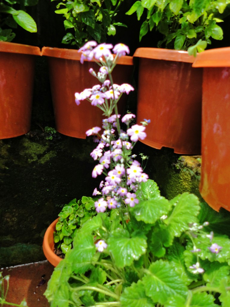 Fragrant Patio Lavender