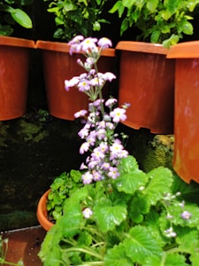 Fragrant Patio Lavender