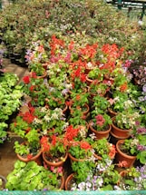 A vibrant display of flowers arranged in numerous terracotta pots. The foreground is filled with bright red, purple, and pink flowers, while the background features a dense arrangement of mixed flowering plants. The setting appears to be a greenhouse or garden center with lush greenery.