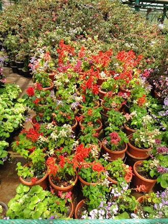 A vibrant display of flowers arranged in numerous terracotta pots. The foreground is filled with bright red, purple, and pink flowers, while the background features a dense arrangement of mixed flowering plants. The setting appears to be a greenhouse or garden center with lush greenery.