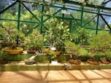 A collection of various potted bonsai trees are arranged on a tiered, sunlit shelf within a greenhouse. The background features green metal framework and large glass panels, allowing natural light to illuminate the plants.
