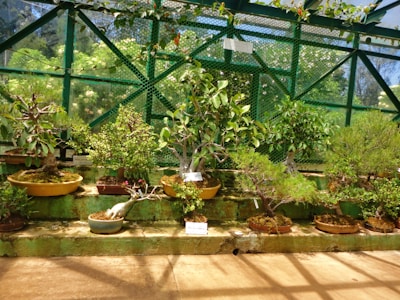 A collection of various potted bonsai trees are arranged on a tiered, sunlit shelf within a greenhouse. The background features green metal framework and large glass panels, allowing natural light to illuminate the plants.