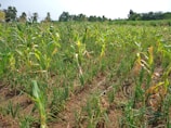 A lush green field of growing crops, with rows of young plants under a clear sky. Some plants show signs of yellowing, possibly due to drought or disease. The surrounding environment includes distant trees and foliage.