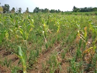 Close-up of a smart sensor device monitoring crop health in a lush green field.