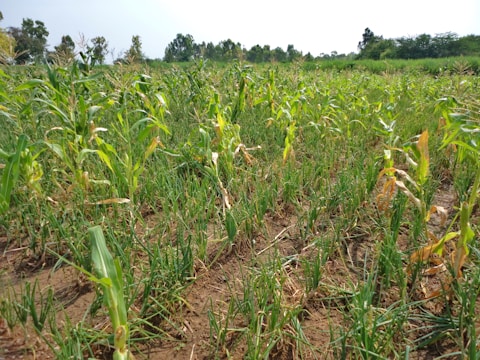 A lush green field of growing crops, with rows of young plants under a clear sky. Some plants show signs of yellowing, possibly due to drought or disease. The surrounding environment includes distant trees and foliage.