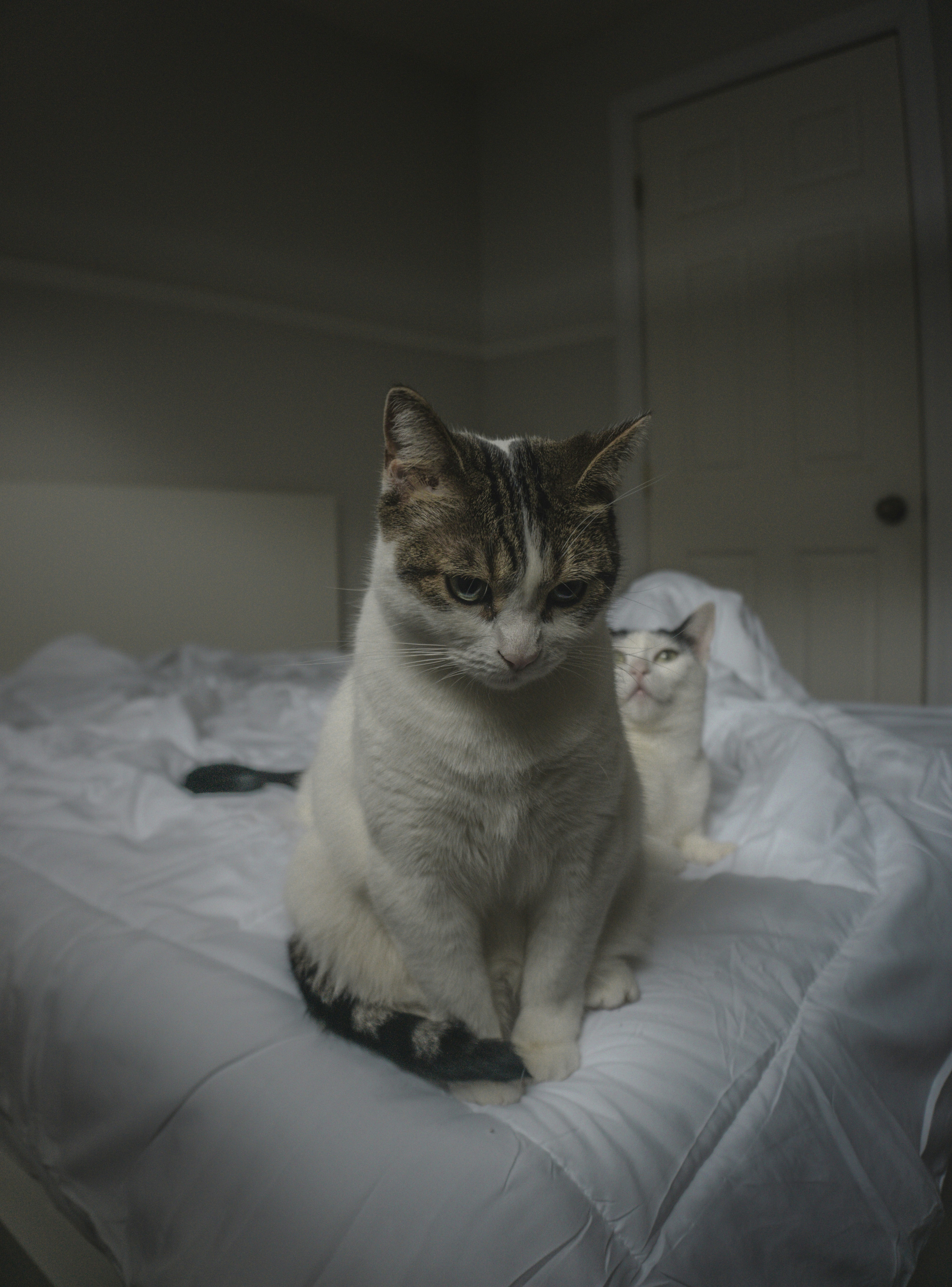 a couple of cats sitting on top of a bed