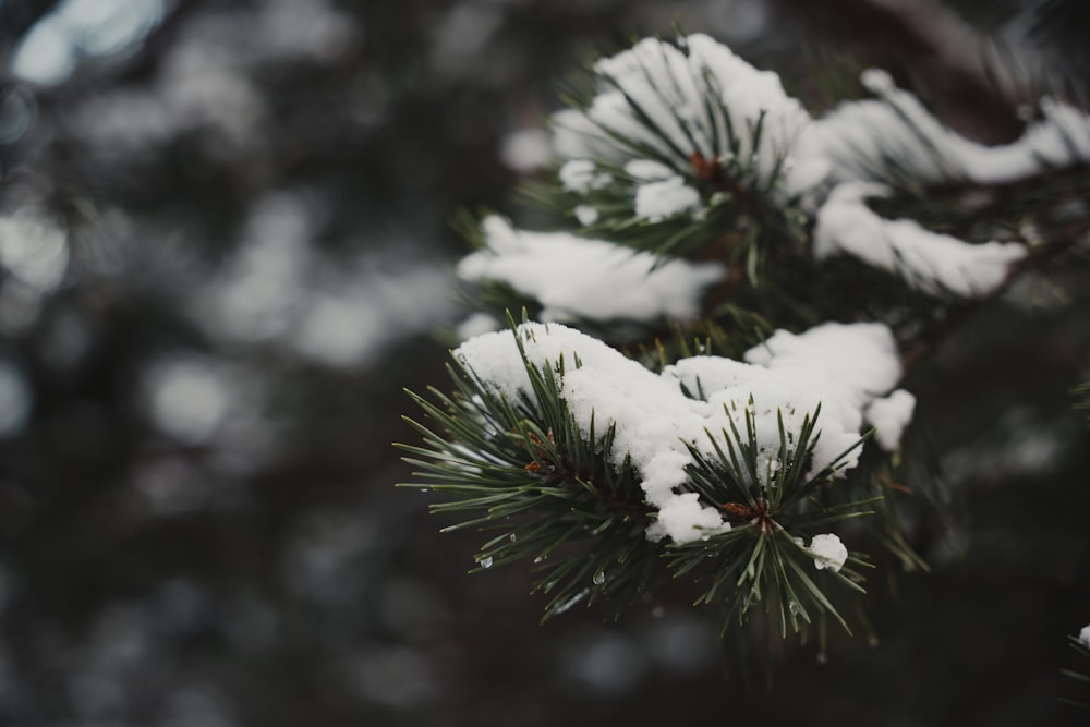 a close up of snow on a pine tree