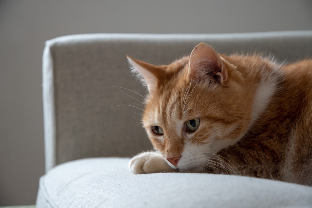 an orange and white cat laying on top of a couch