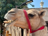 A camel with a red harness around its head is standing near a wooden fence. Its mouth is slightly open, exposing its teeth. In the background, there is greenery and a tall structure resembling a minaret.
