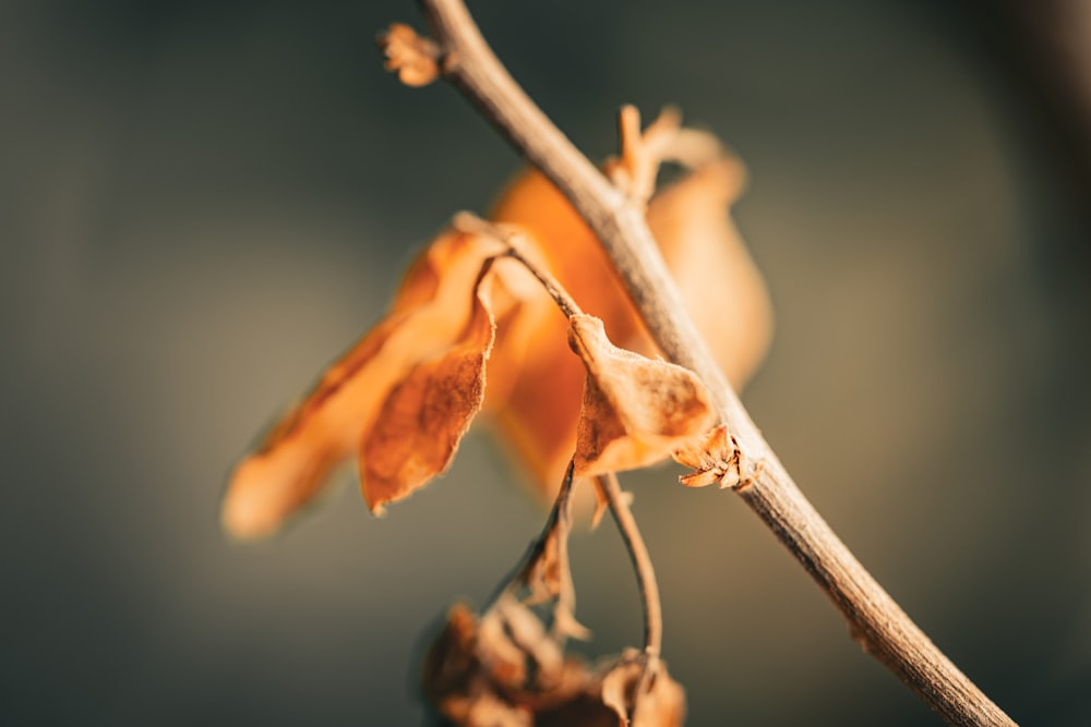 a close up of a branch with leaves