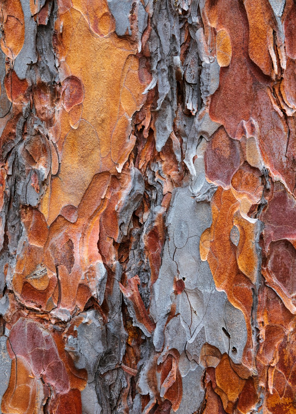 un gros plan d’une écorce d’arbre avec des couleurs orange et grises