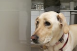 A light-colored Labrador Retriever with expressive eyes wearing a red collar stands in a kitchen setting. The background includes kitchen appliances and part of a person’s lower body, partially visible.