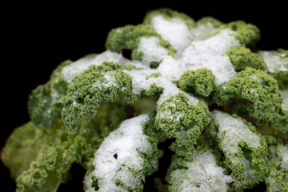a close up of a green plant covered in snow
