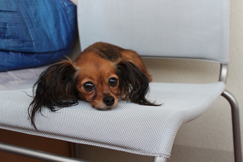 a small brown dog laying on top of a white chair