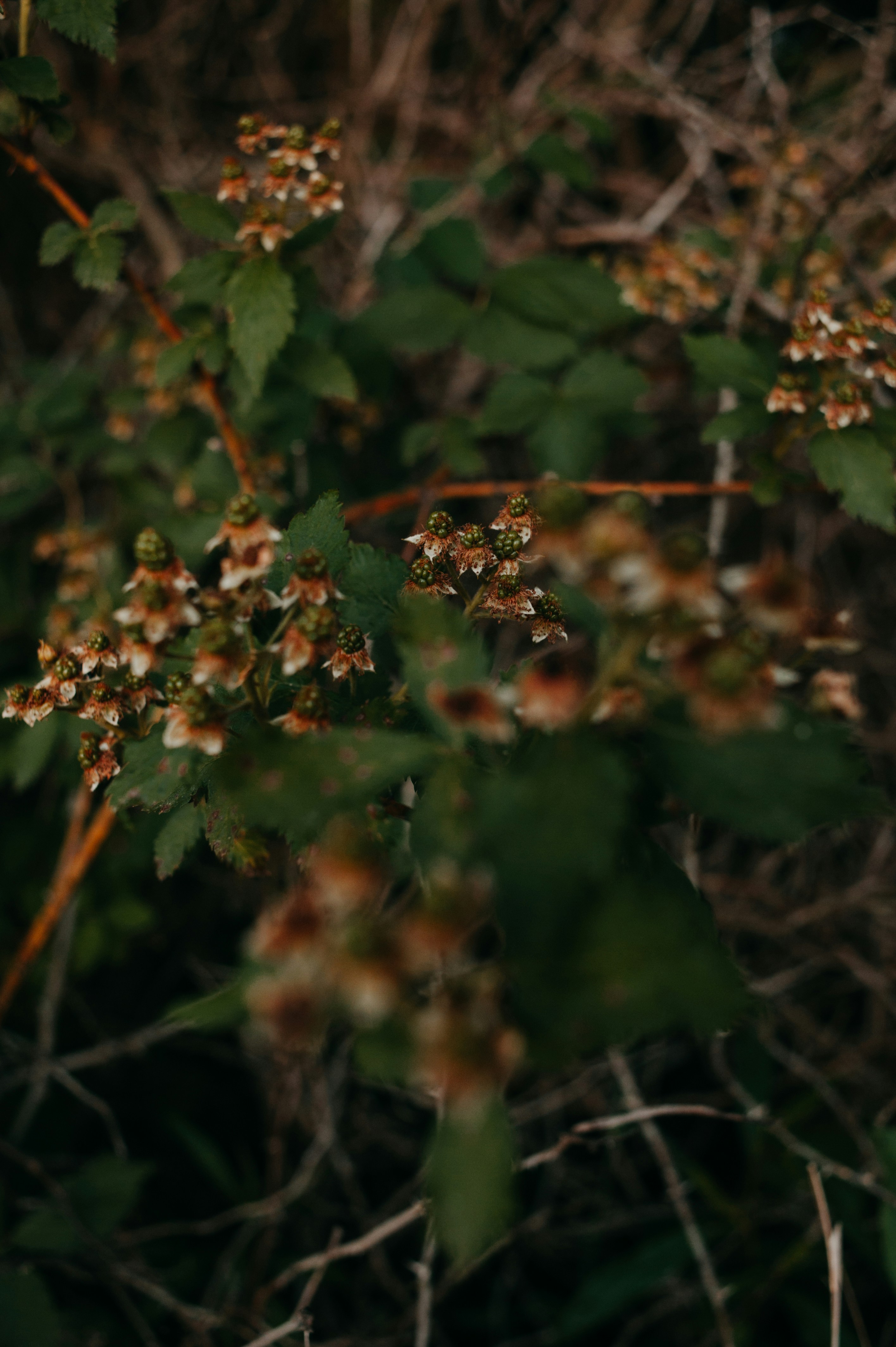 Photo by prairiepilgrim