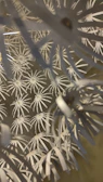 Decorative laser-cut paper art featuring detailed geometric shapes.