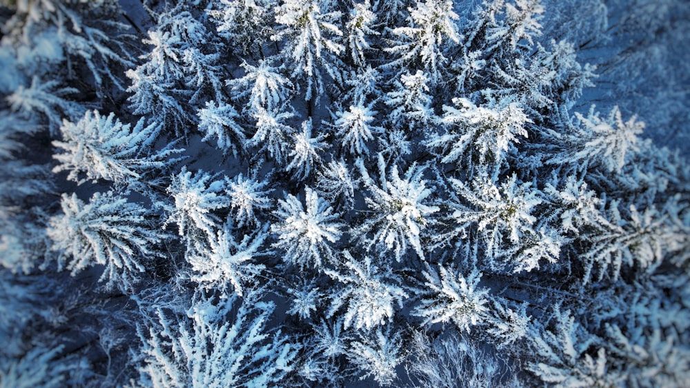 the top view of a snow covered tree