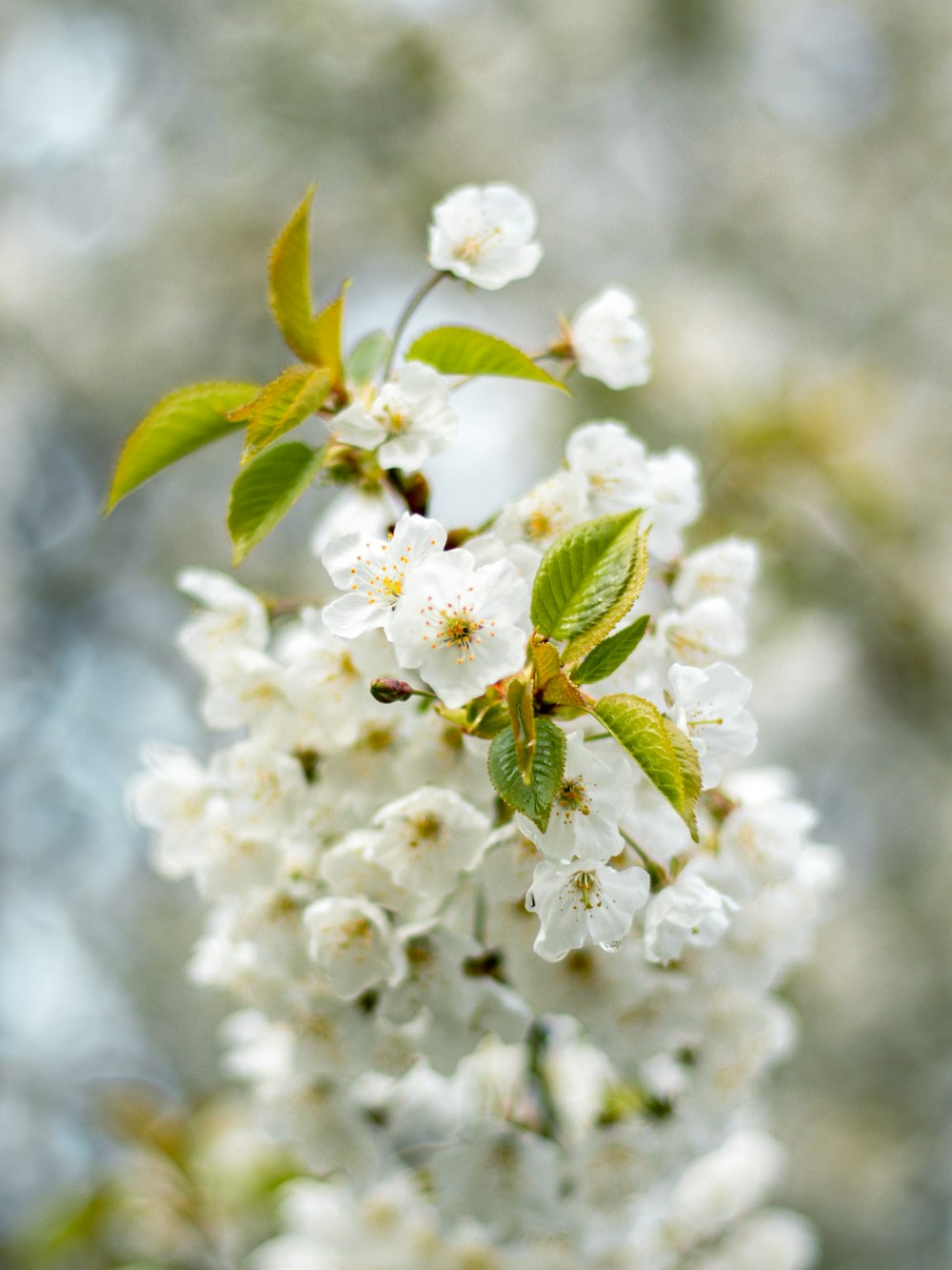 a branch with white flowers and green leaves