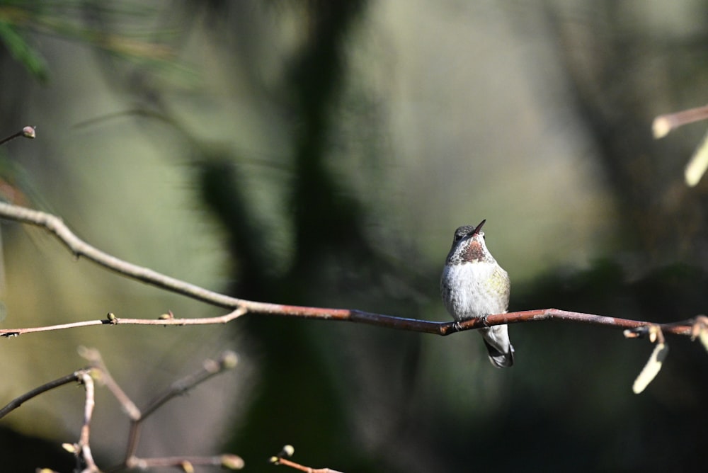 a small bird sitting on a branch of a tree