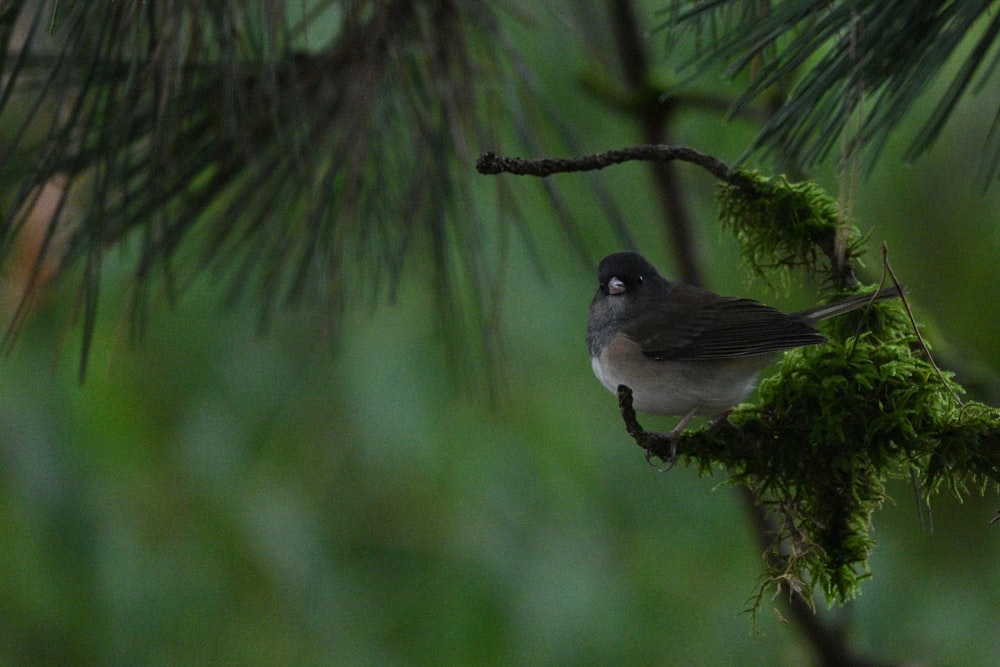 a small bird perched on a branch of a pine tree