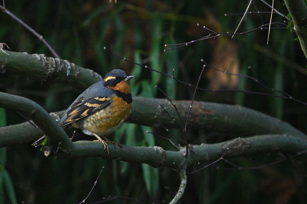 a bird sitting on a branch of a tree