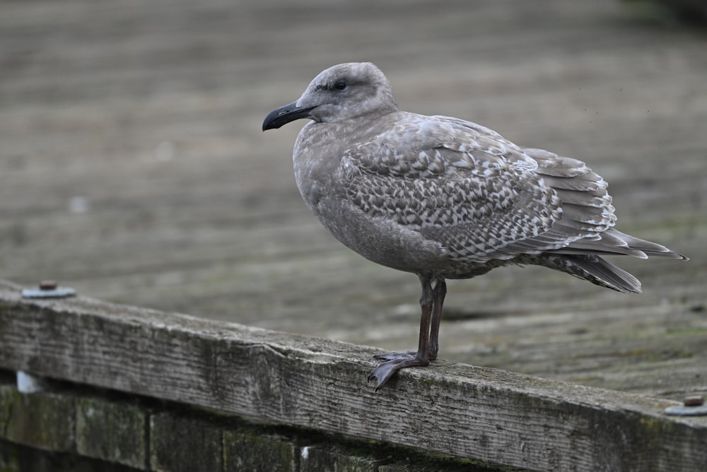 a seagull is standing on a wooden fence