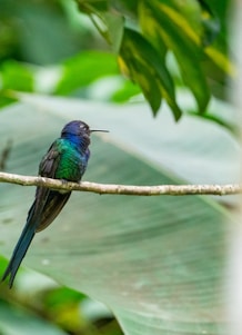 A vibrant illustration of the Hispaniolan Trogon bird perched on a branch with subtle Haiti flag colors in the background.
