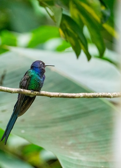 A vibrant illustration of the Hispaniolan Trogon bird perched on a branch with subtle Haiti flag colors in the background.