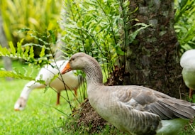 A goose with mottled grey and white feathers stands next to a tree, surrounded by lush green ferns and grass. Another goose in the background forages for food, partially obscured by the plant foliage.
