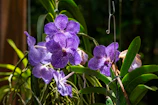 A vibrant bouquet featuring purple orchids and green foliage against a bright background.