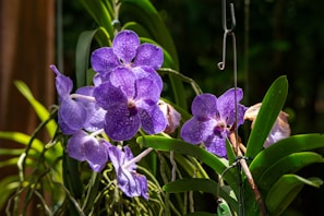Vibrant purple orchids cascading gracefully from a golden vase against a soft green botanical background