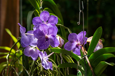 A vibrant bouquet featuring purple orchids and green foliage against a bright background.