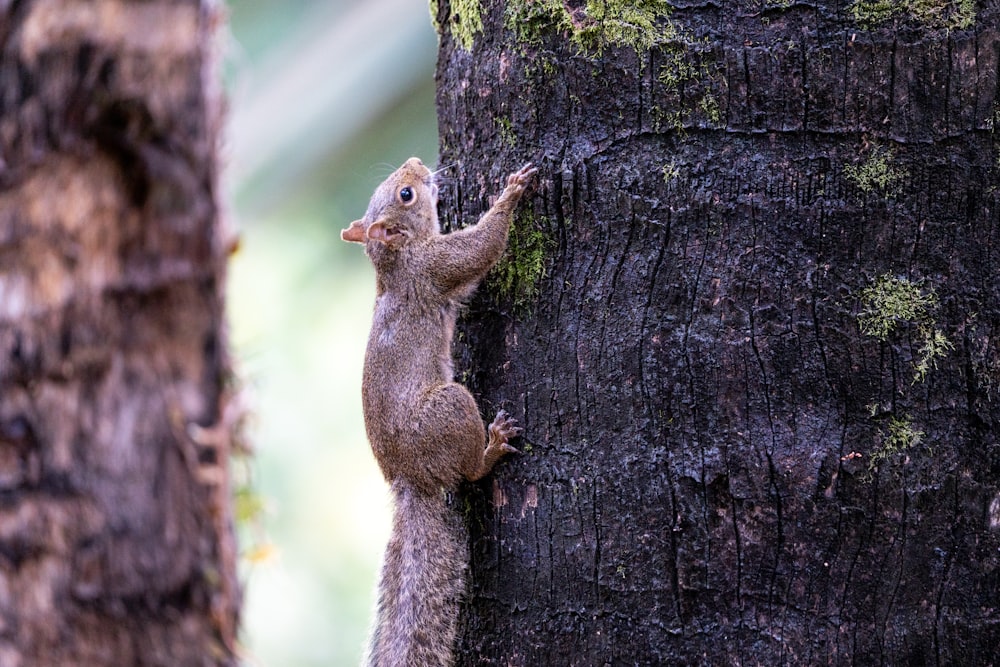 a squirrel climbing up the side of a tree