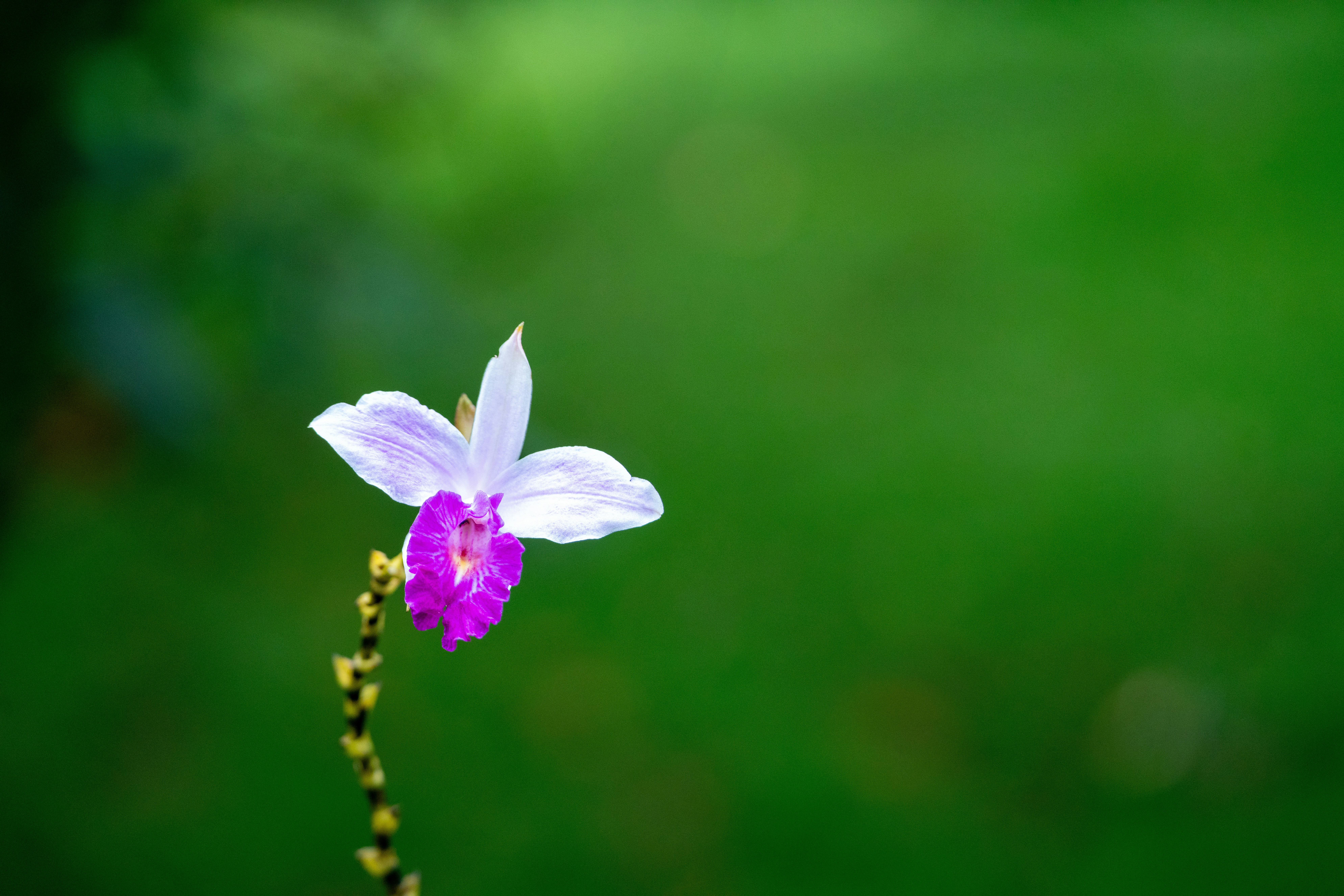 Photo by fdantas