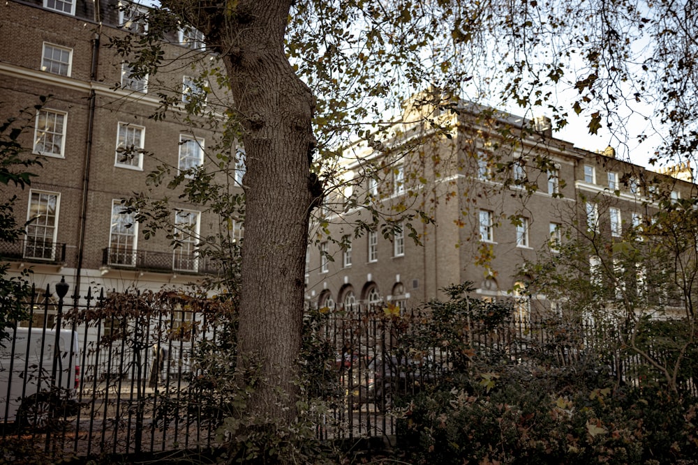 a tree in front of a building with a fence around it