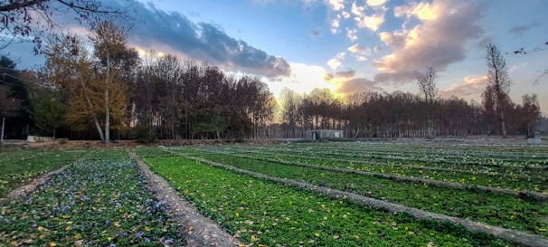 A serene landscape showcasing a field of medicinal plants.