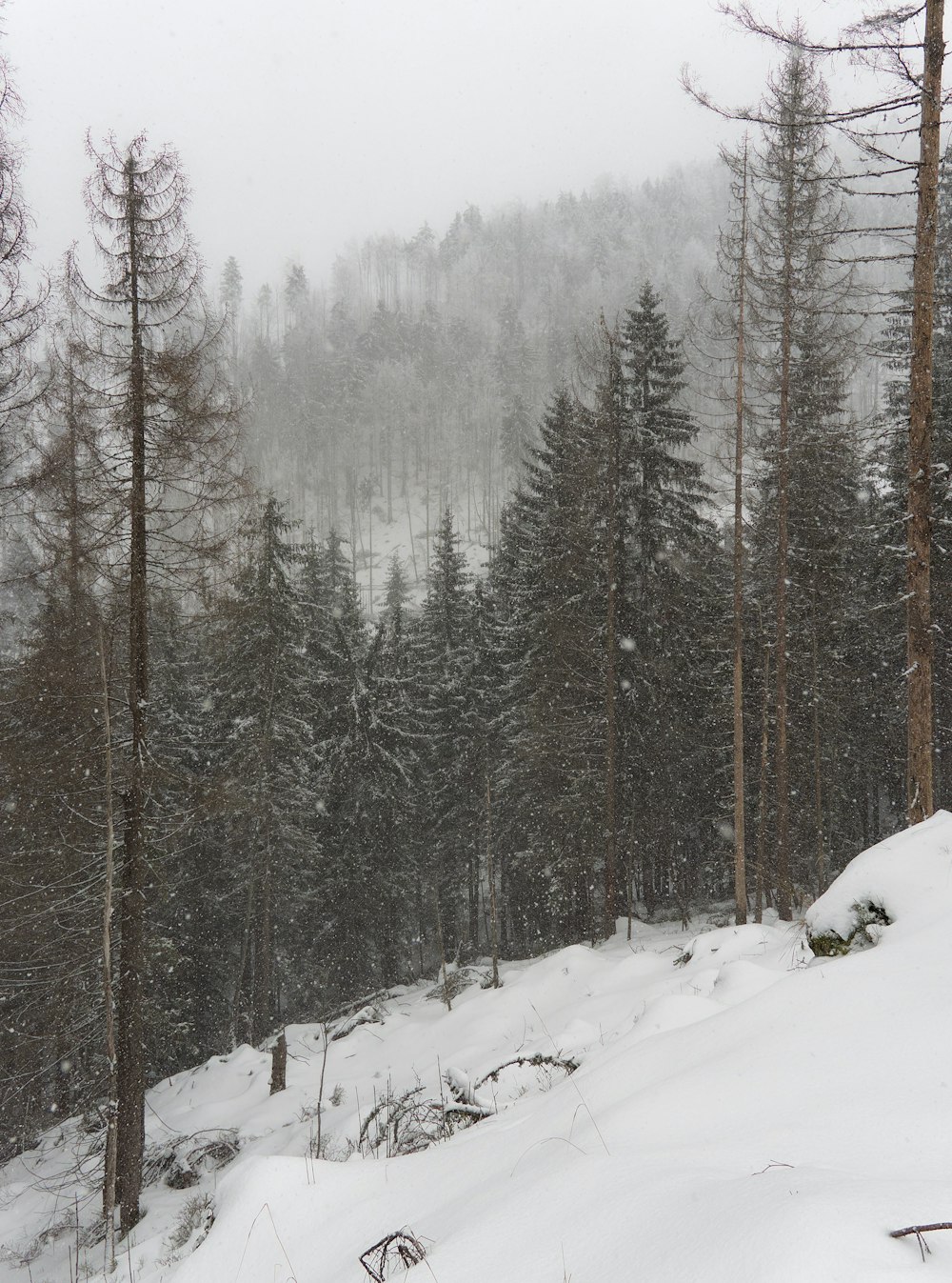 a snow covered forest filled with lots of trees