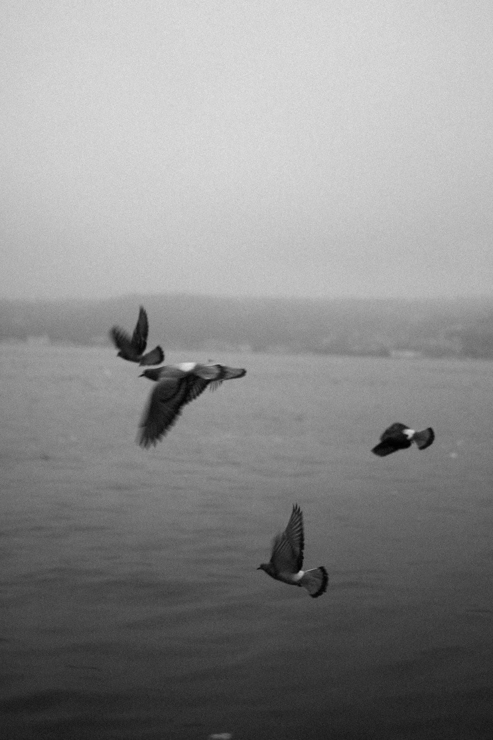 a flock of birds flying over a body of water