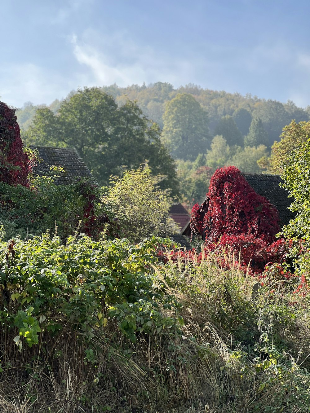 a view of a forest with a house in the background