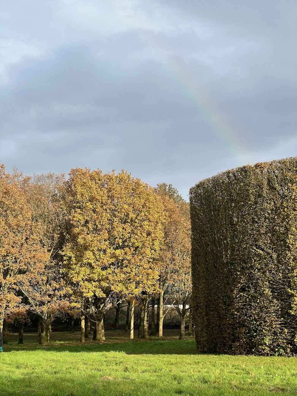 a rainbow in the sky over a grassy field