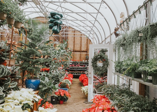 A lush greenhouse filled with a variety of plants and flowers. Vibrant poinsettias in red and white line the floor, while various green plants fill the shelves and hang from the ceiling. The space is bright with natural light filtering through the translucent roof, and a wreath hangs on a glass door toward the back.