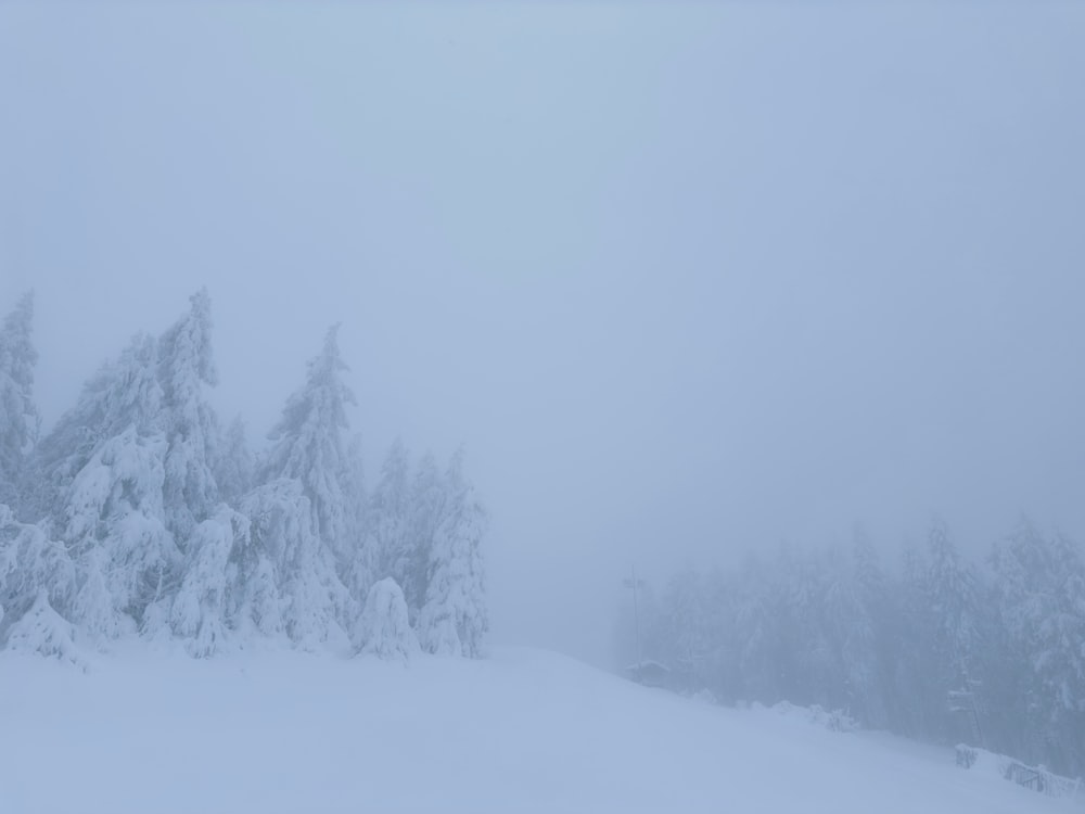 a snow covered forest with trees in the background