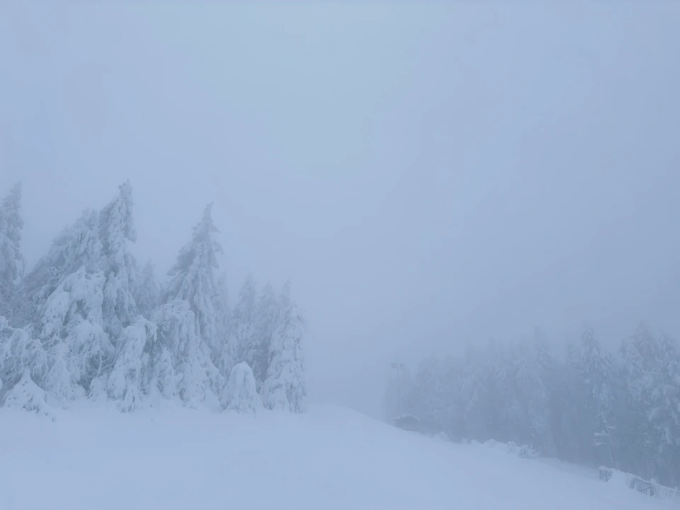 Serene winter landscape with snow-covered trees under a foggy sky from ground level