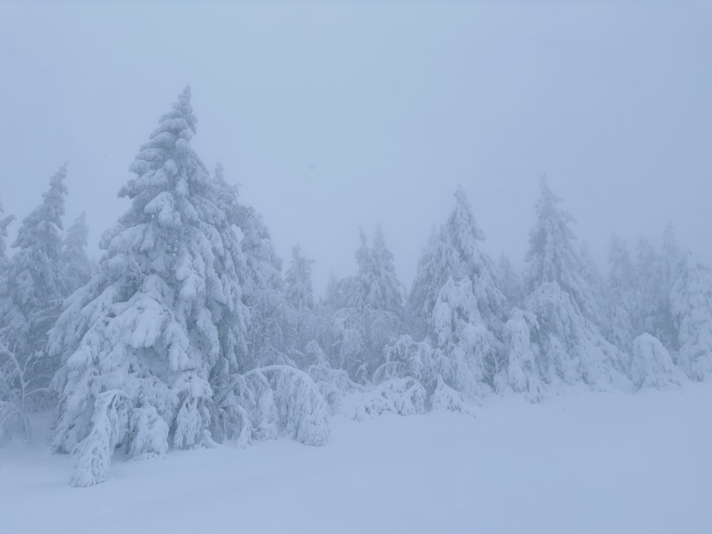 a snow covered forest filled with lots of trees