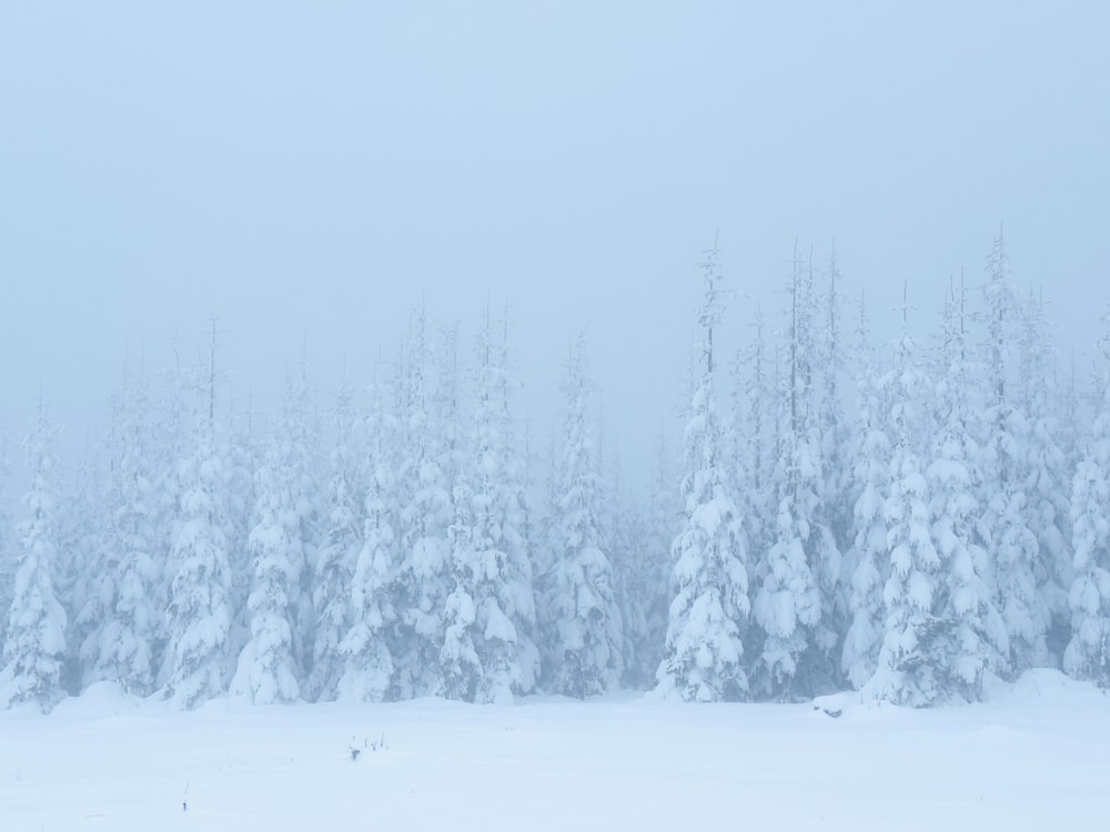 a group of trees covered in snow on a snowy day