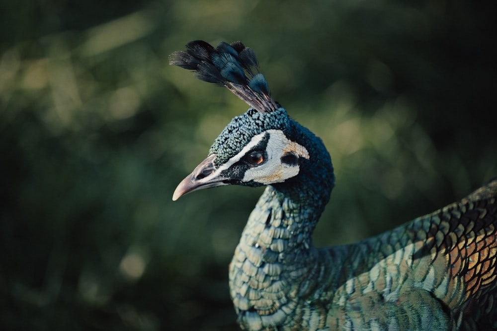 a close up of a peacock with a blurry background