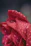 Close-up of a vibrant red rose with dew drops on its petals.