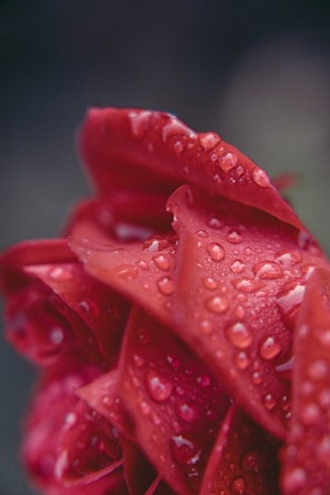 Close-up of a vibrant red rose with morning dew on its petals.