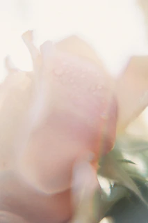 A soft-focus close-up of a delicate pastel pink rose petal with dewdrops, evoking gentle luxury.