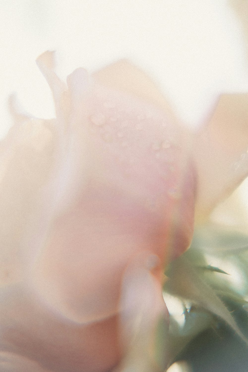 a close up of a flower with water droplets on it